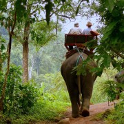 That leisurely stroll on an elephant through the jungle.