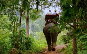 That leisurely stroll on an elephant through the jungle.