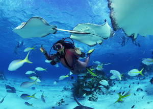 Koh Tao Diving