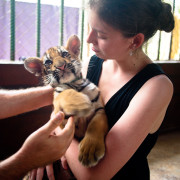 Playing with tigers