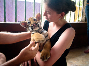 Playing with tigers